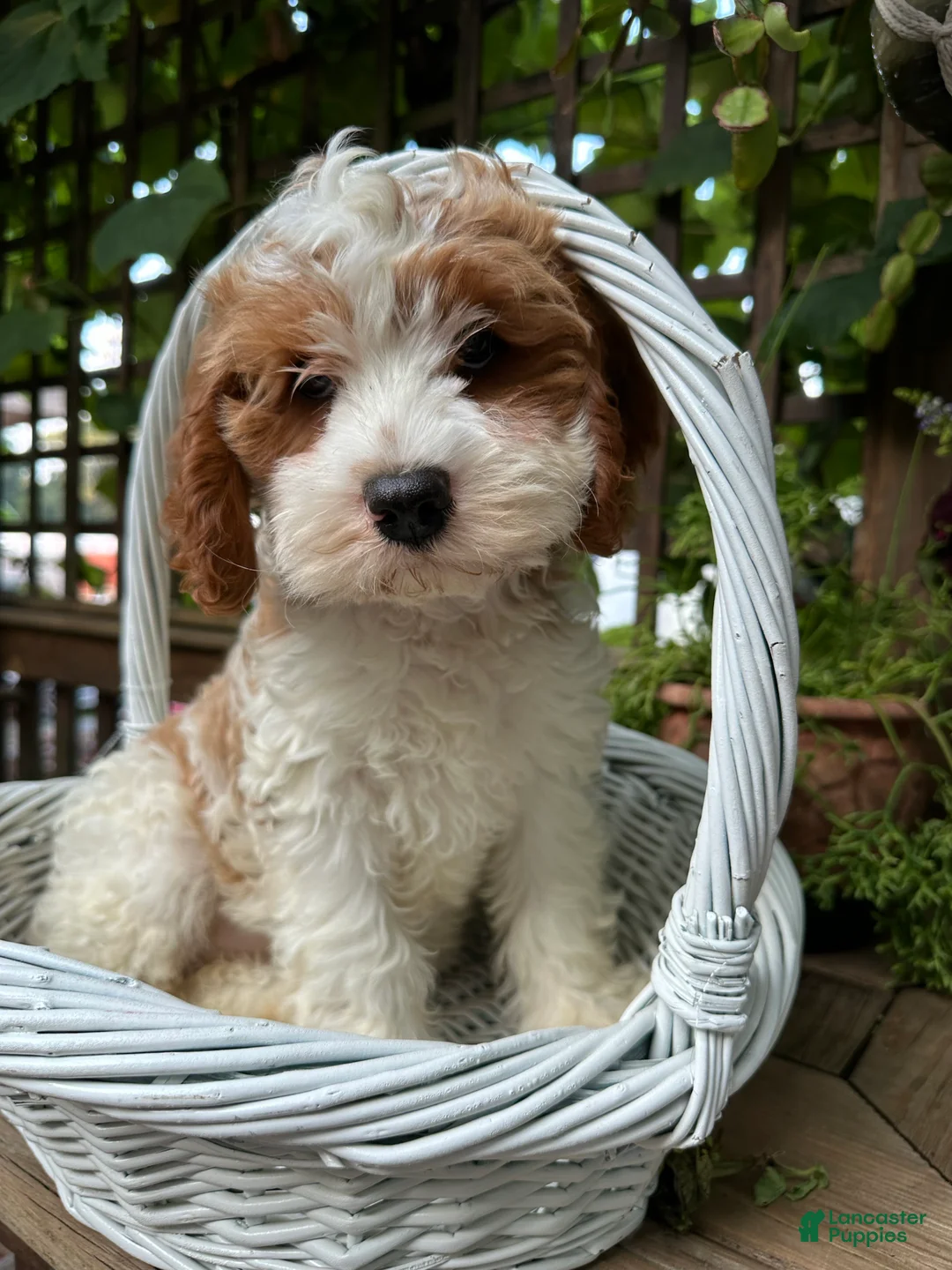 Gallery Image {{count}}