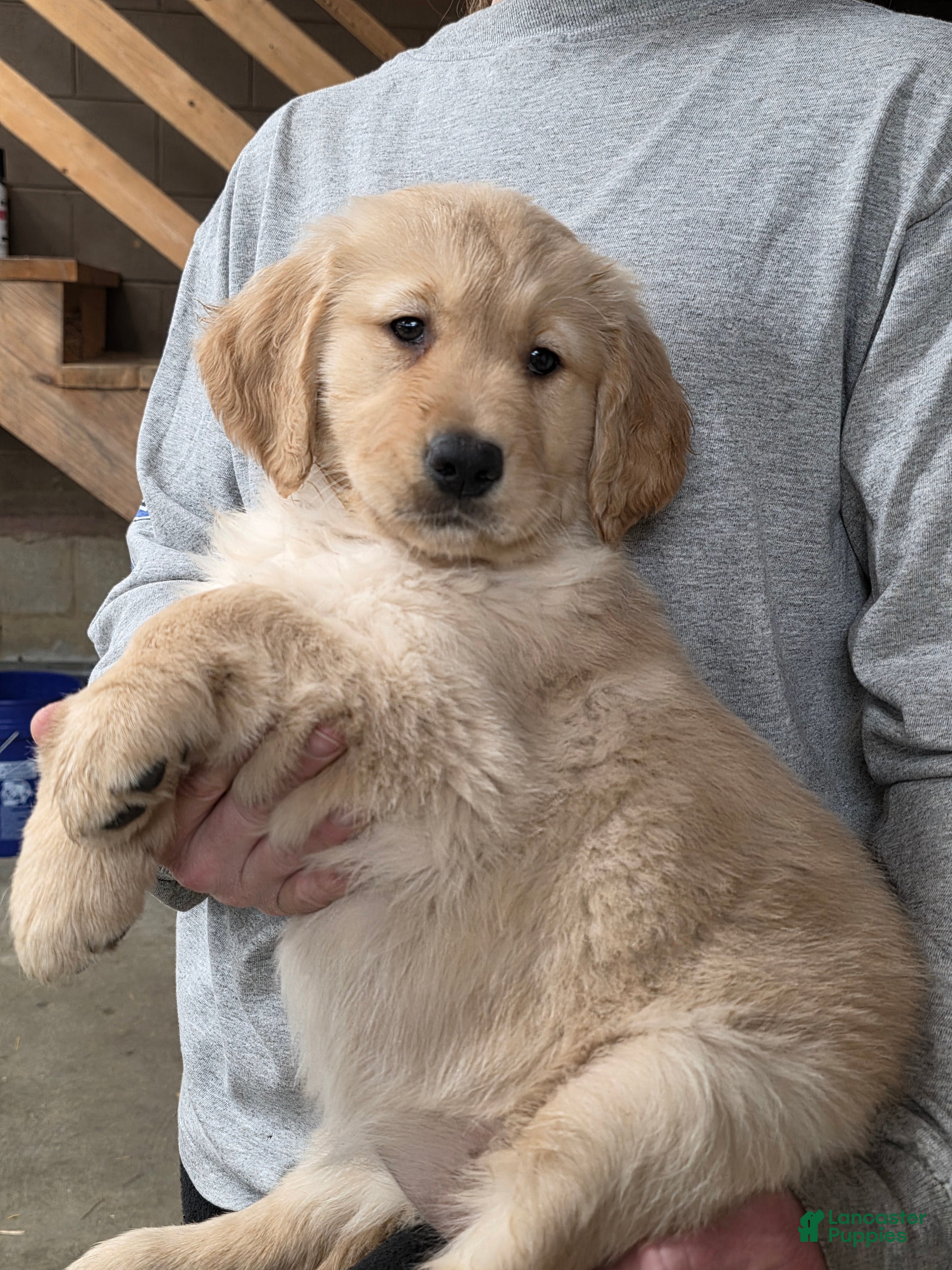 Golden Retriever dogs Candy - Ad 1