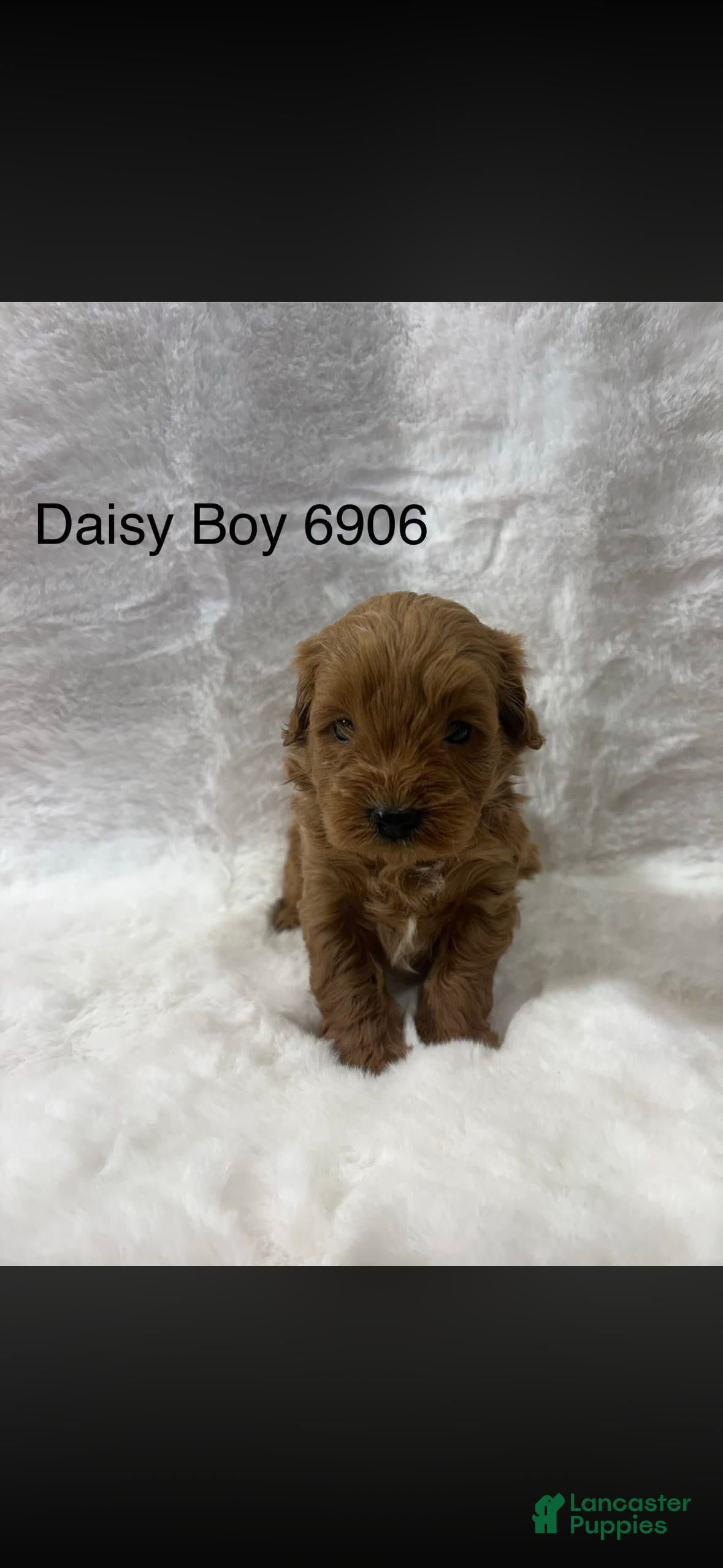 Mini Goldendoodle dogs Mini Goldendoodle Puppy 6 - Ad 5