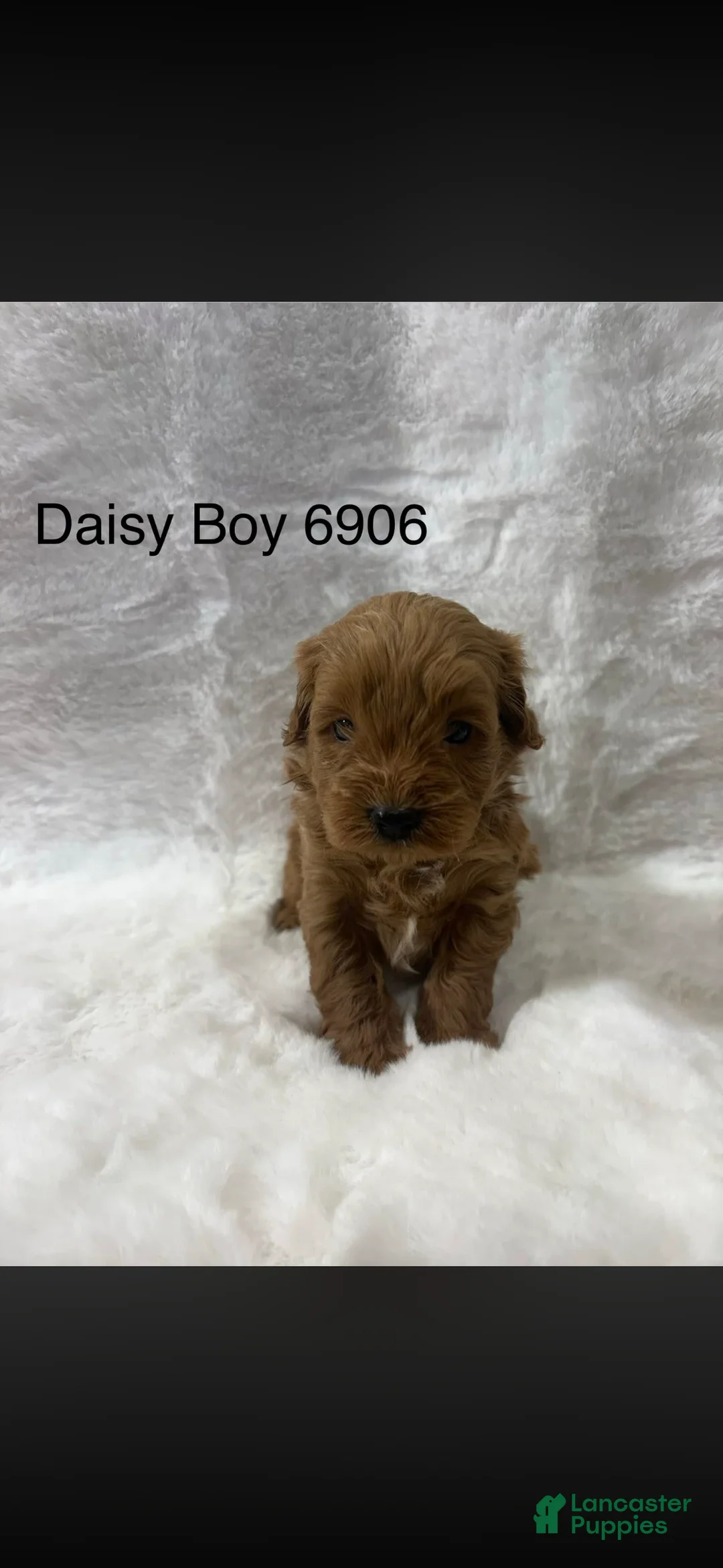 Mini Goldendoodle dogs for sale: Mini Goldendoodle Puppy 6 - Ad 1