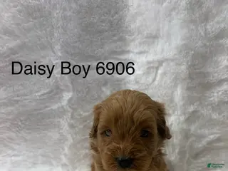 Mini Goldendoodle dogs Mini Goldendoodle Puppy 6 - Ad 5