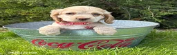 Cocker Spaniel dogs for sale: Jasmine - Ad 2
