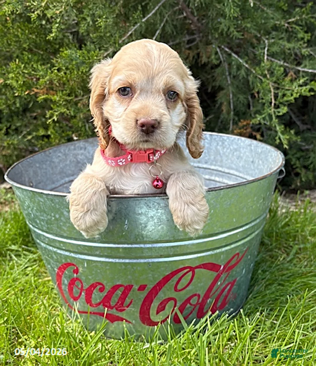 Cocker Spaniel dogs for sale: Jasmine - Ad 2