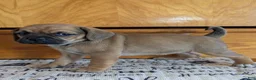 Puggle dogs for sale: Kenzie  - Ad 19
