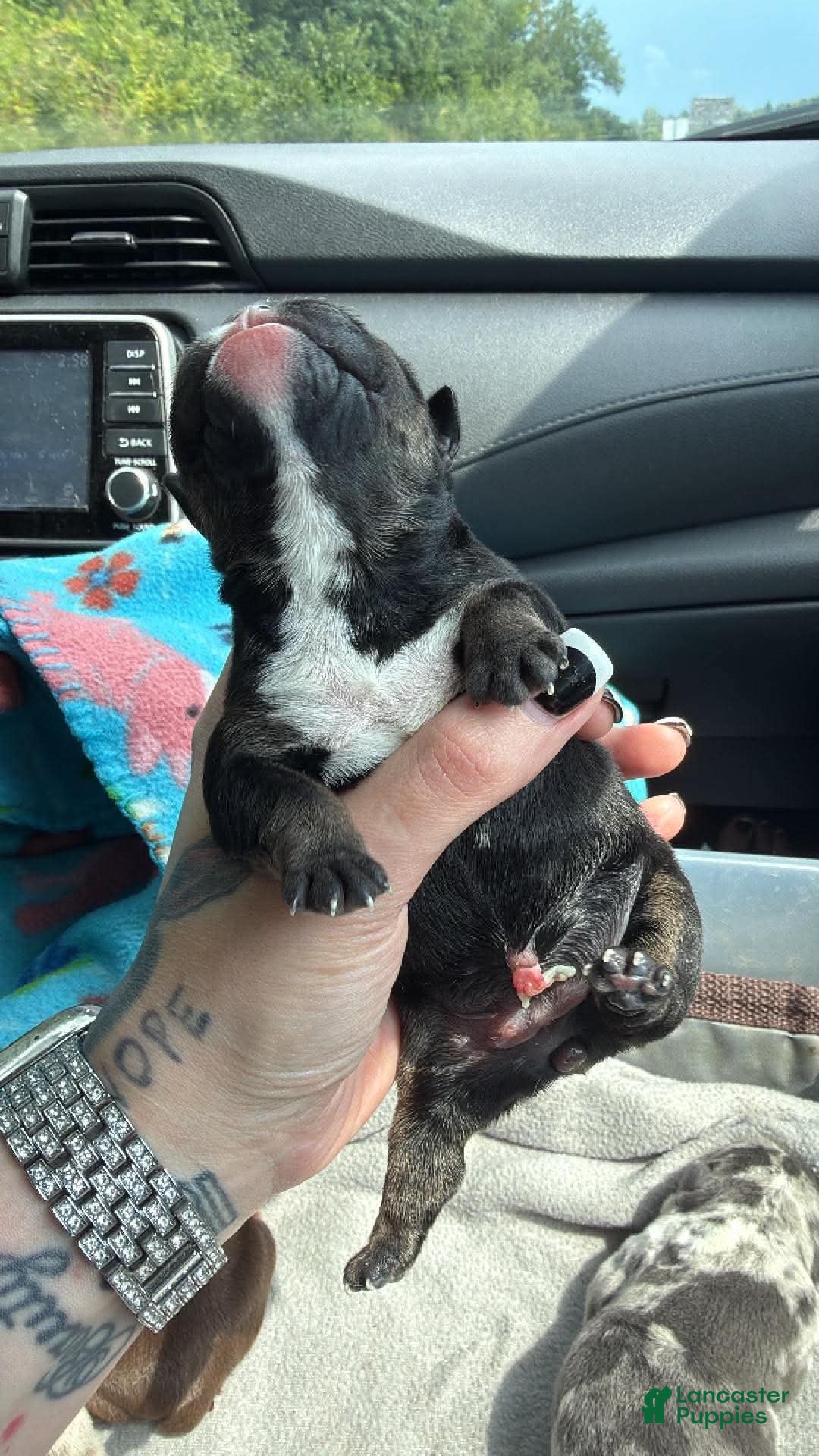 English Bulldog dogs for sale: Black female  - Ad 3