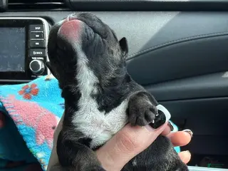 English Bulldog dogs Black female - Ad 3