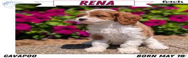 Rena