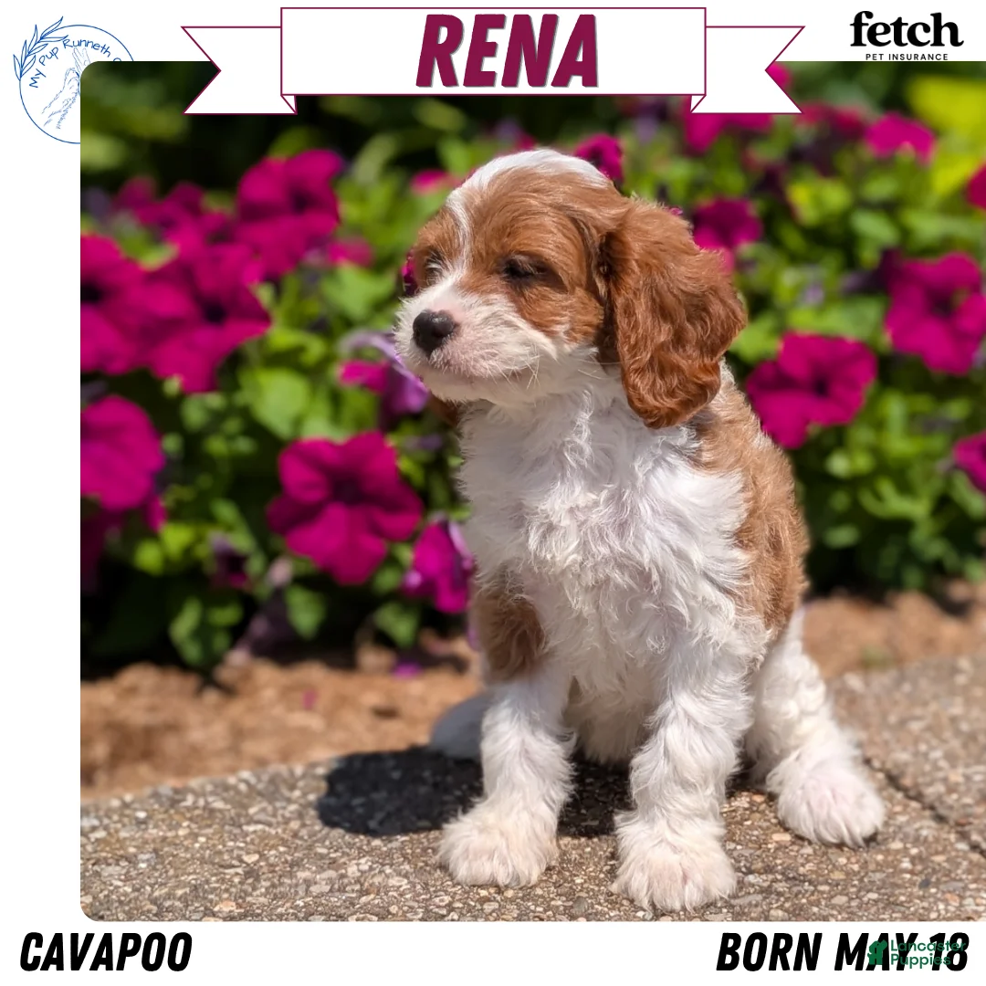 Cavapoo dogs for sale: Rena - Ad 1