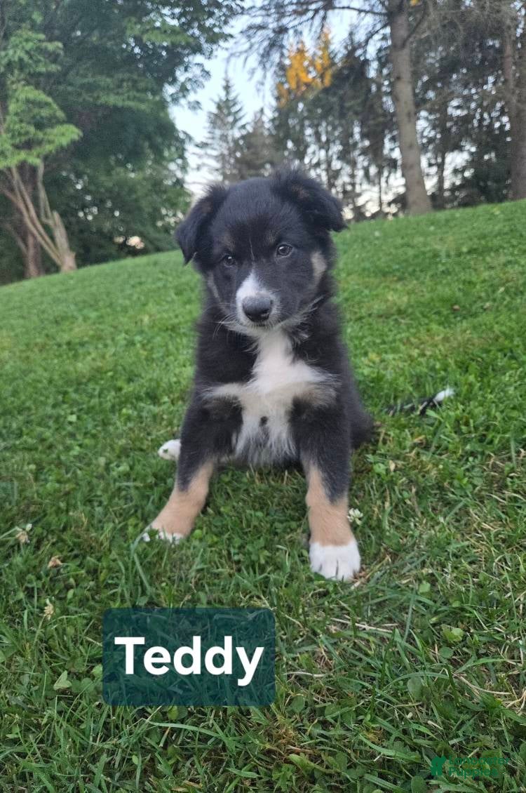 Australian Shepherd dogs Teddy - Ad 38