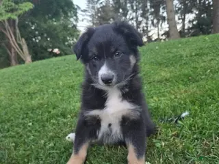 Australian Shepherd dogs Teddy - Ad 38