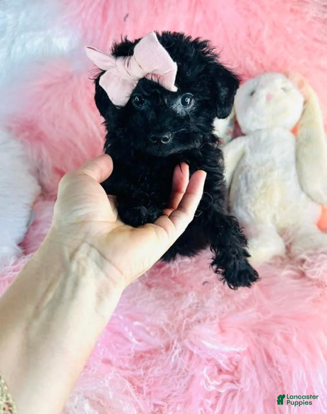 Miniature Poodle dogs for sale: Miniature Poodle 1 - Ad 1