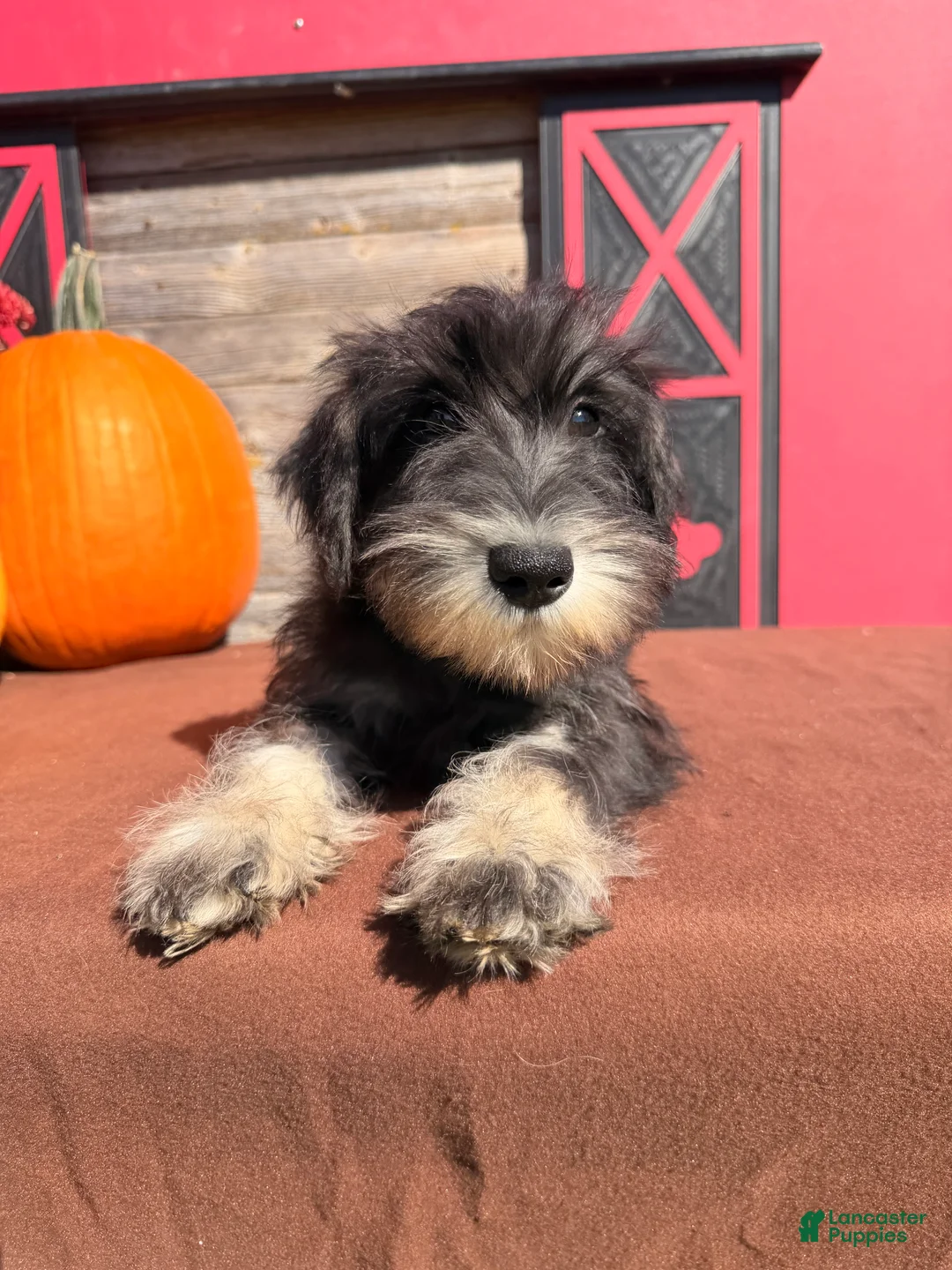 Miniature Schnauzer dogs for sale: Tiffany Miniature Schnauzer  - Ad 1