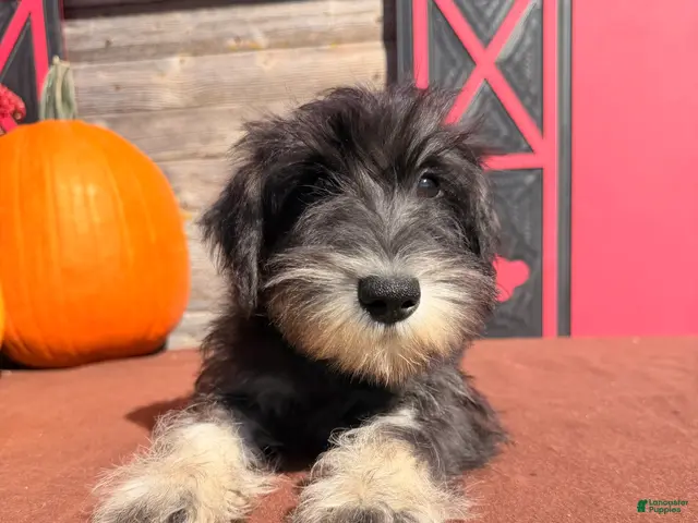 Miniature Schnauzer dogs Tiffany Miniature Schnauzer - Ad 1