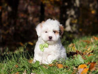 Teddy Bear dogs Cove - Ad 36