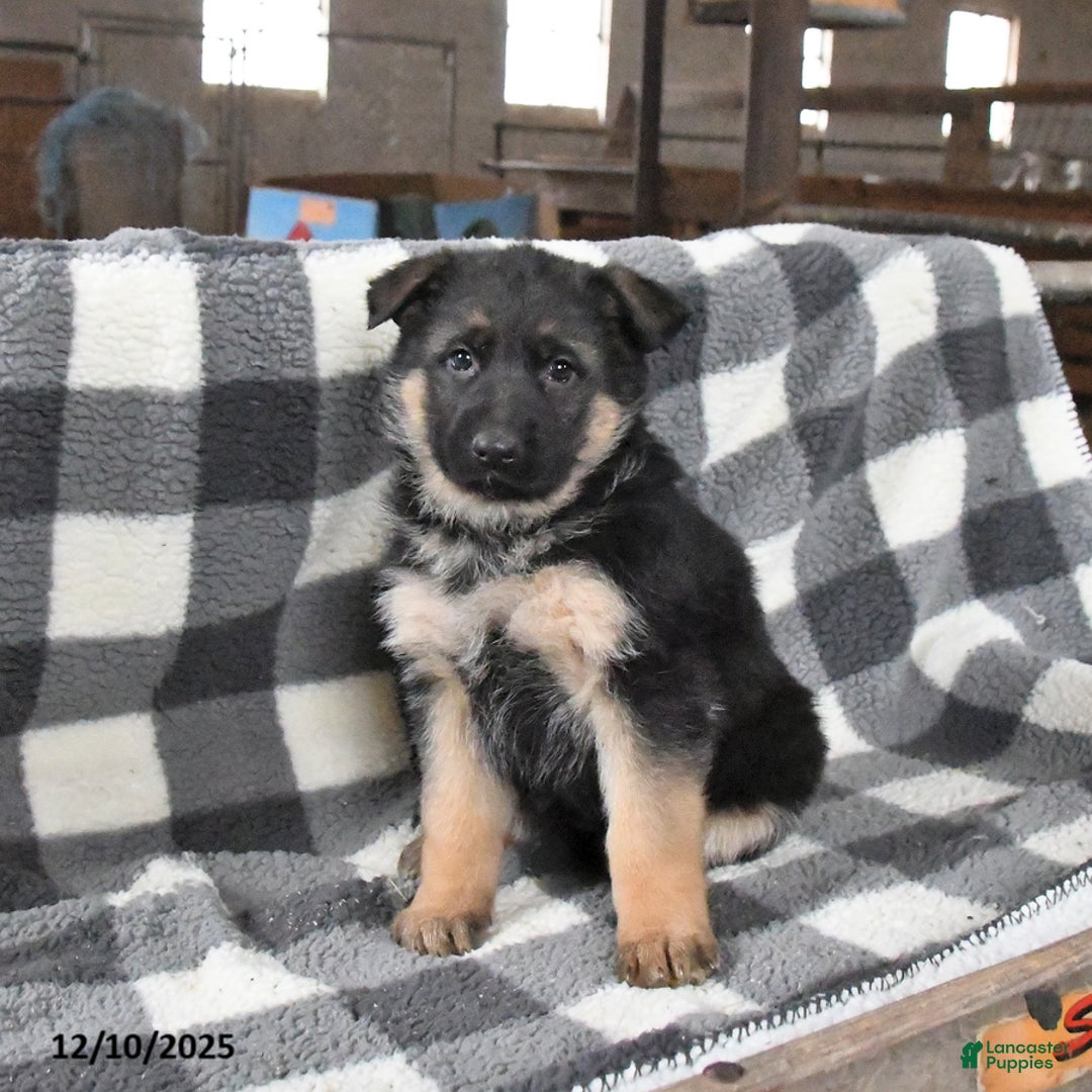 German Shepherd dogs for sale: Honey - Ad 2