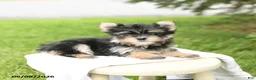 Morkie dogs for sale: Bella   - Ad 4