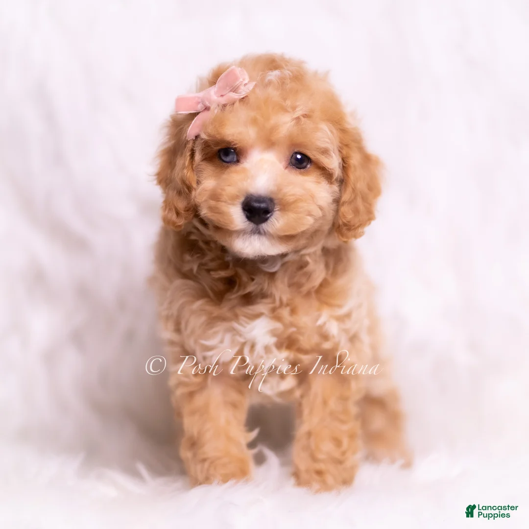Toy Poodle dogs for sale: Vera - Ad 2
