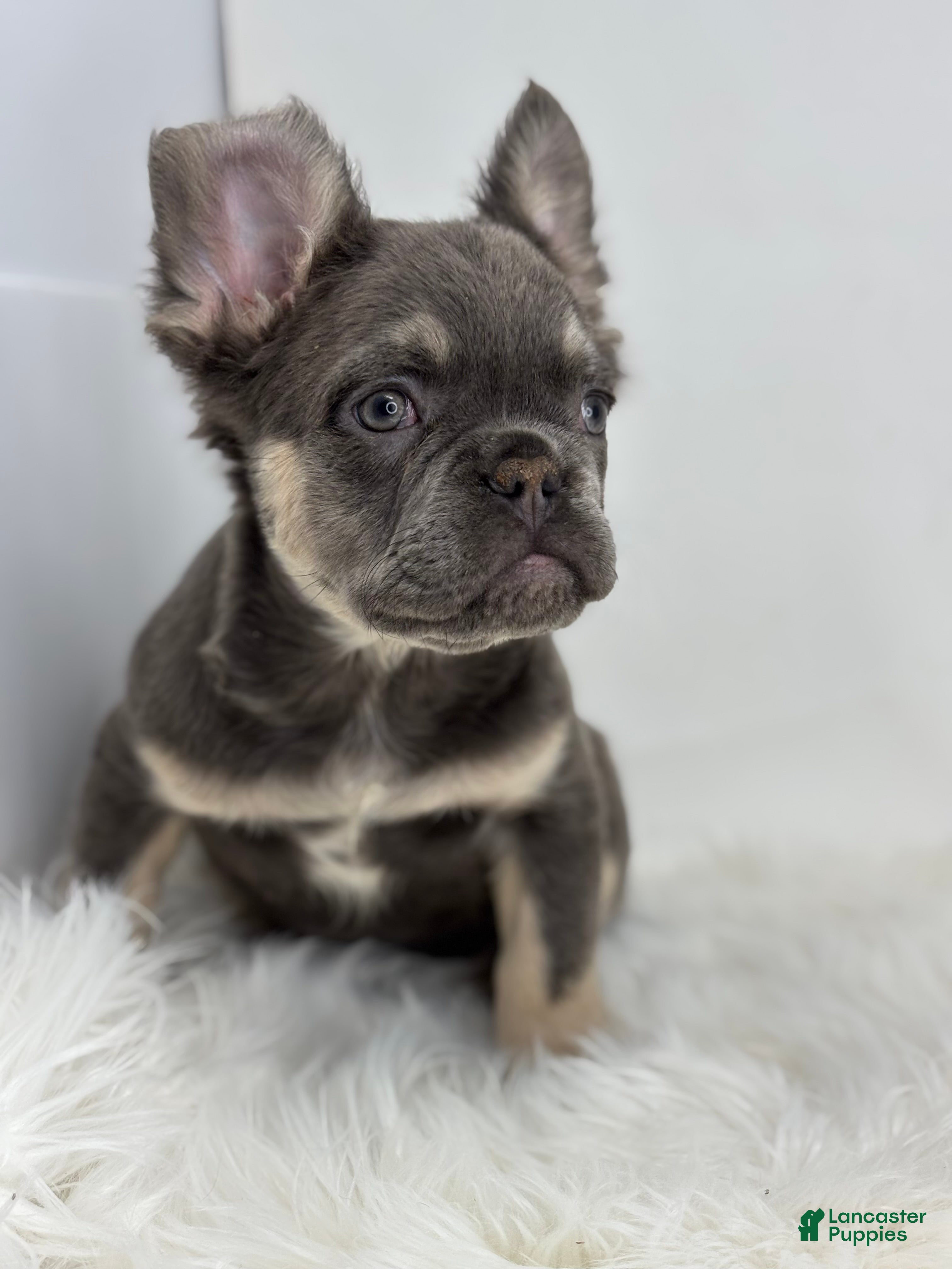 French Bulldog dogs Paul - Ad 2
