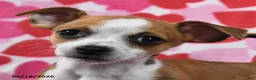 Chihuahua dogs for sale: Teddy - Ad 3