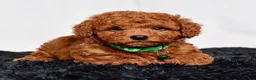 Mini Goldendoodle dogs for sale: Mr. Logan - Ad 6