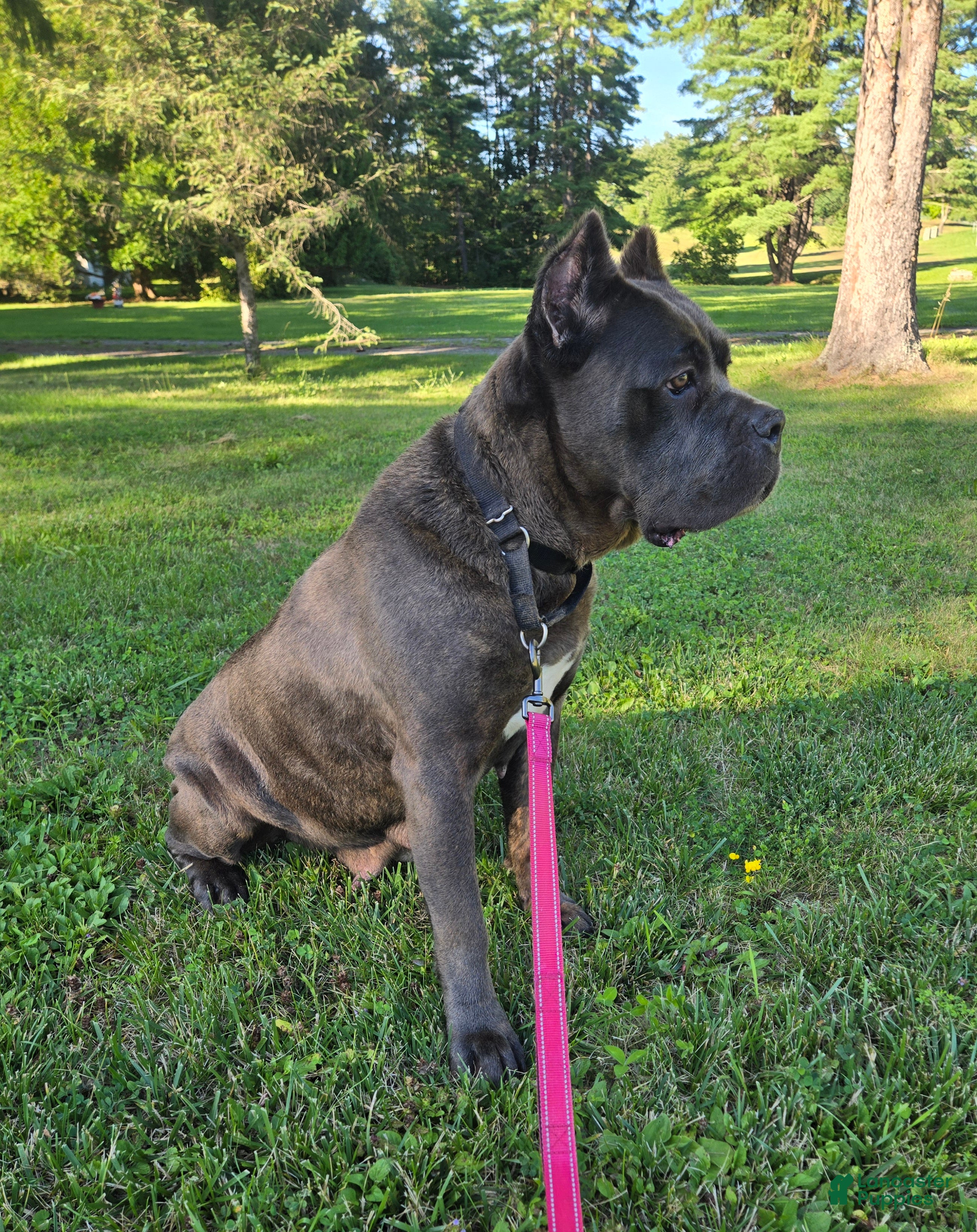 Cane Corso dogs Bluebell  - Ad 22