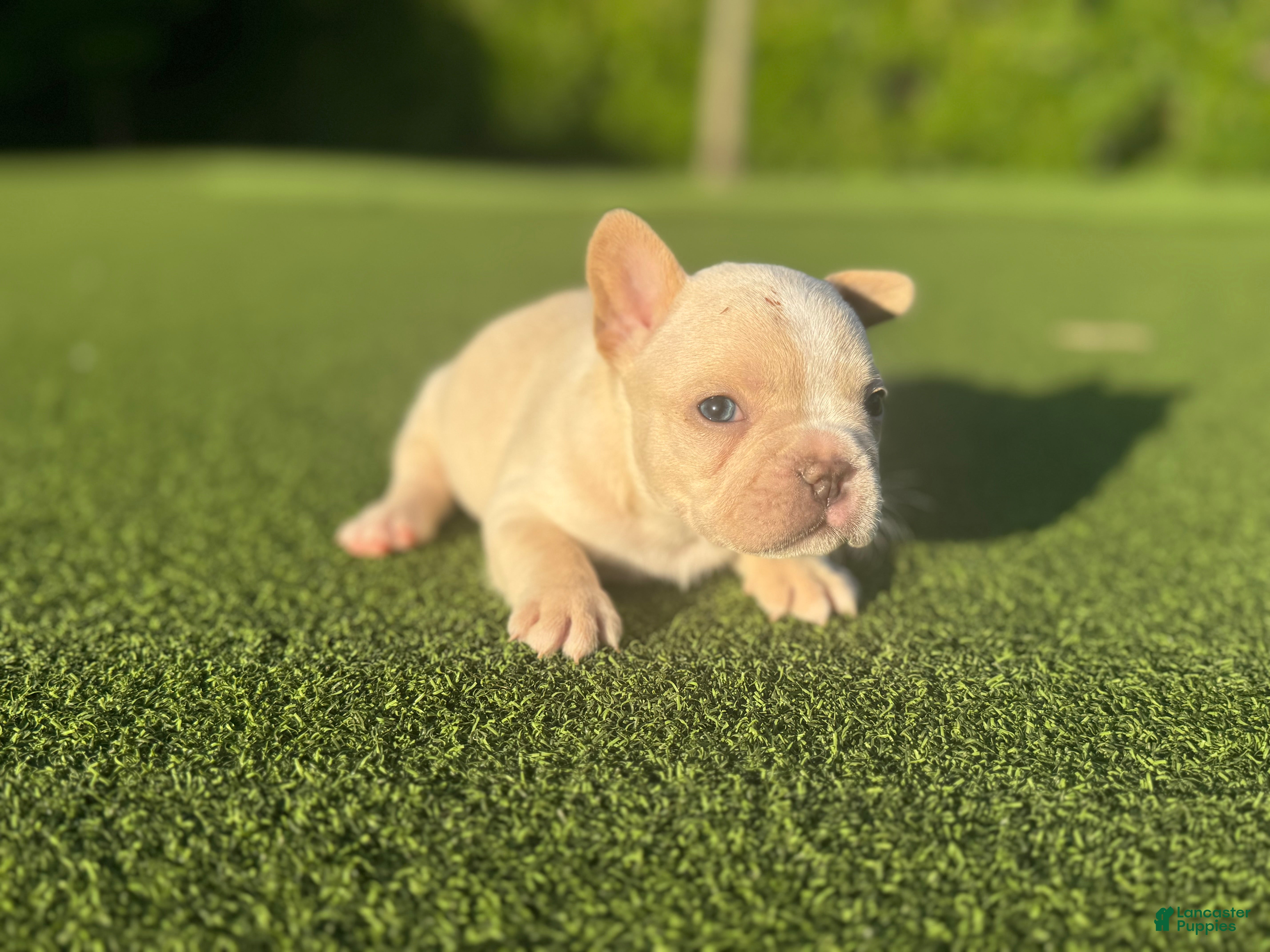 French Bulldog dogs Lyla - Ad 1