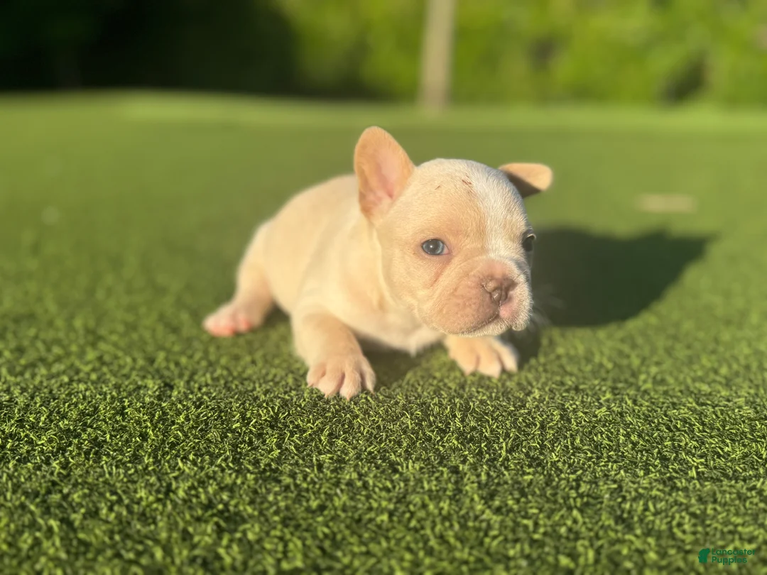 French Bulldog dogs for sale: Lyla - Ad 1