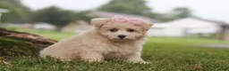 Maltipoo dogs for sale: Nora - Ad 4