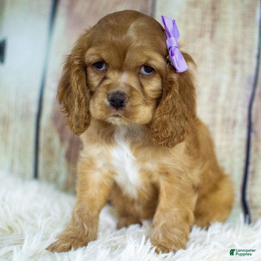 Cocker Spaniel dogs for sale: Paris - Ad 2