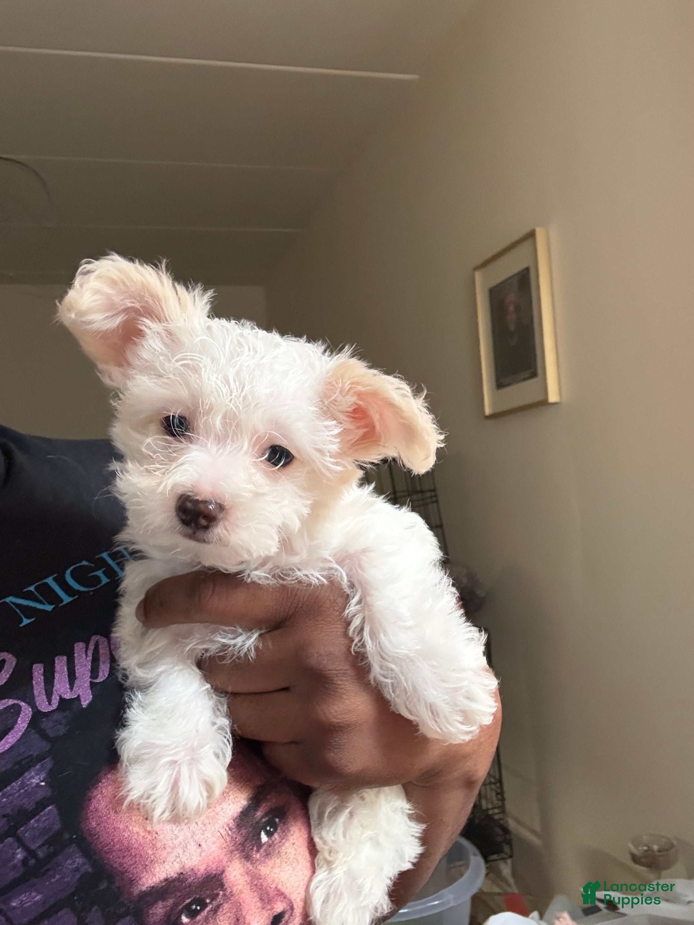 Mixed Breed dogs Yorkie Bichon Puppy 2 - Ad 2