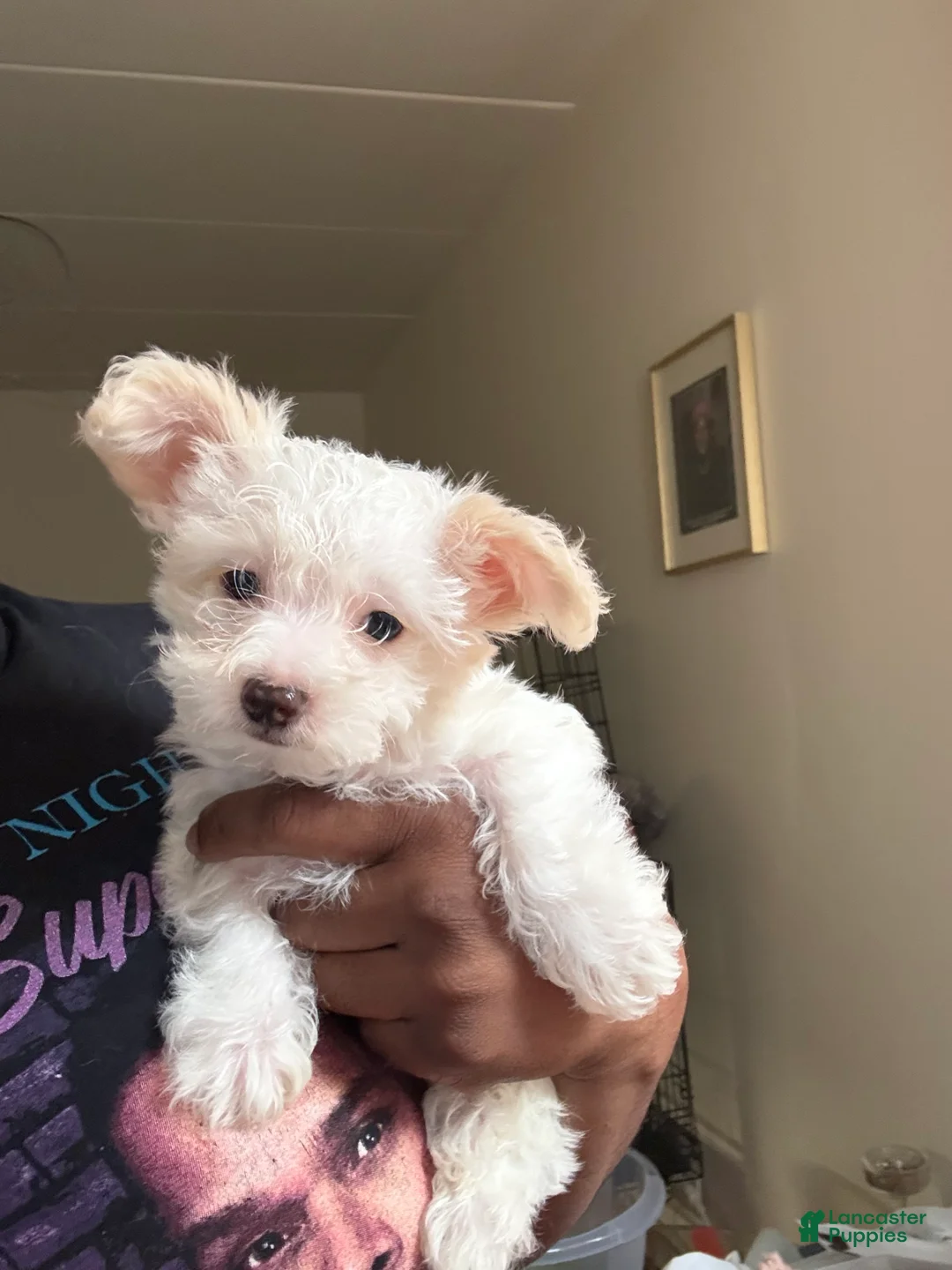 Mixed Breed dogs for sale: Yorkie Bichon Puppy 2 - Ad 2