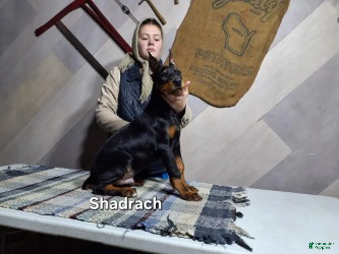 Doberman Pinscher dogs for sale: Doberman Pinscher Puppy 2 - Ad 1