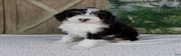 Mini Bernedoodle dogs for sale: Treva - Ad 5
