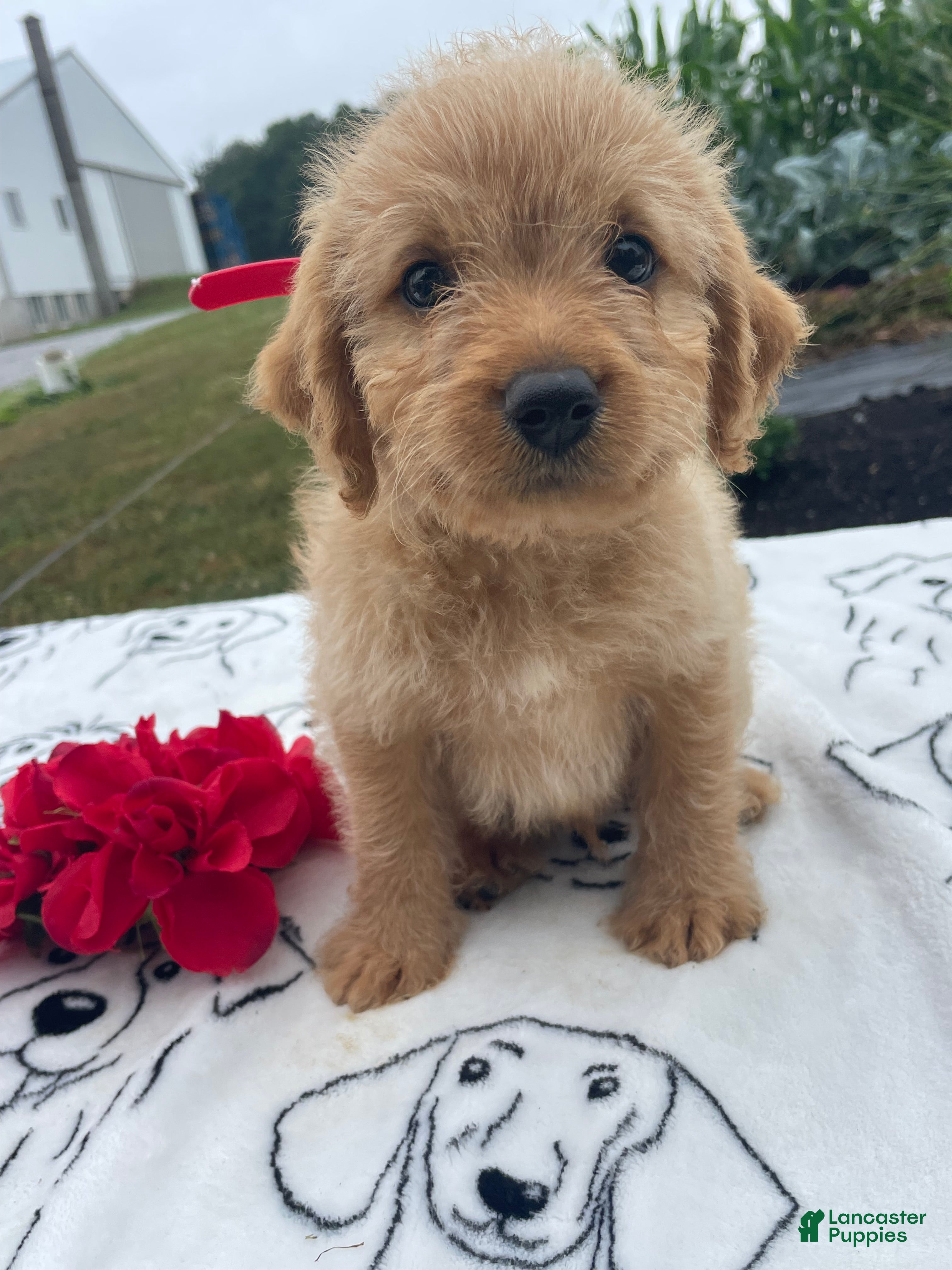 Labradoodle dogs Harry - Ad 41