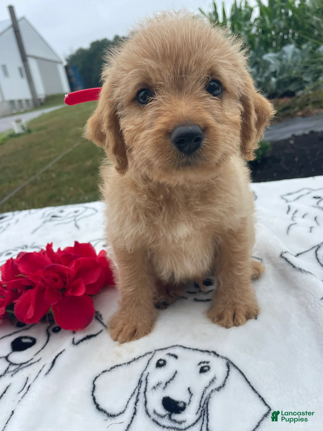 Labradoodle dogs for sale: Harry - Ad 1