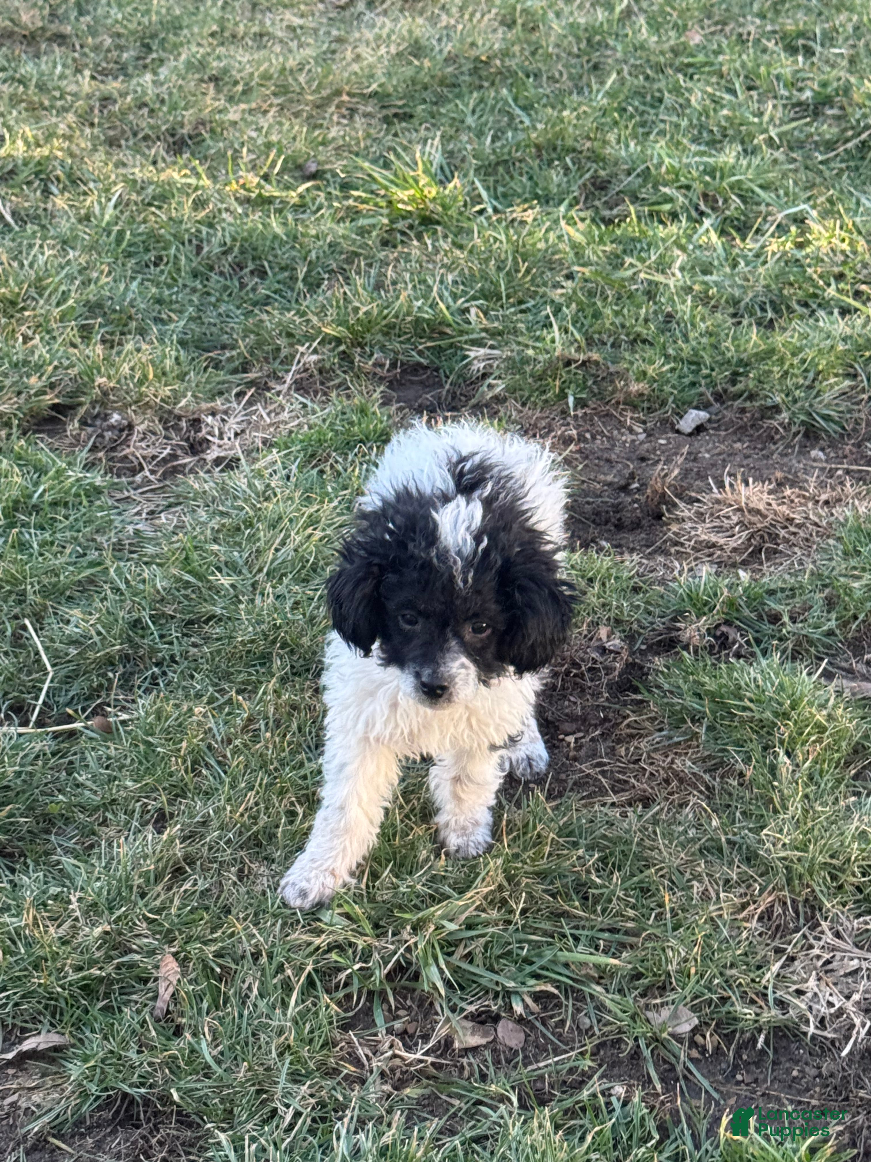 Miniature Poodle dogs Tina - Ad 41
