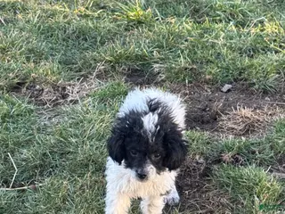 Miniature Poodle dogs Tina - Ad 41