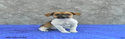 Jack Russell Terrier dogs for sale: Twila - Ad 1