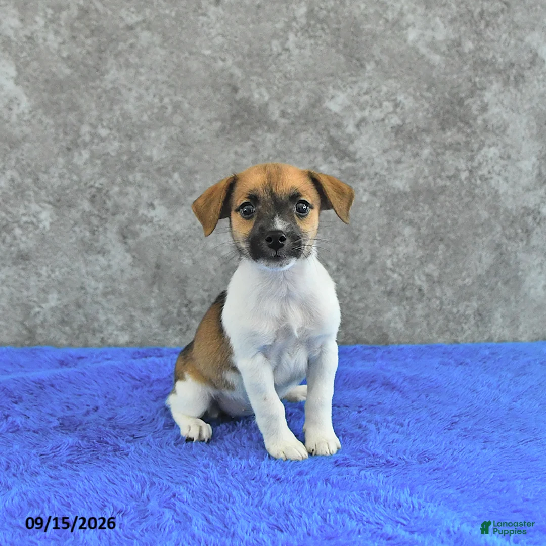 Jack Russell Terrier dogs for sale: Twila - Ad 1