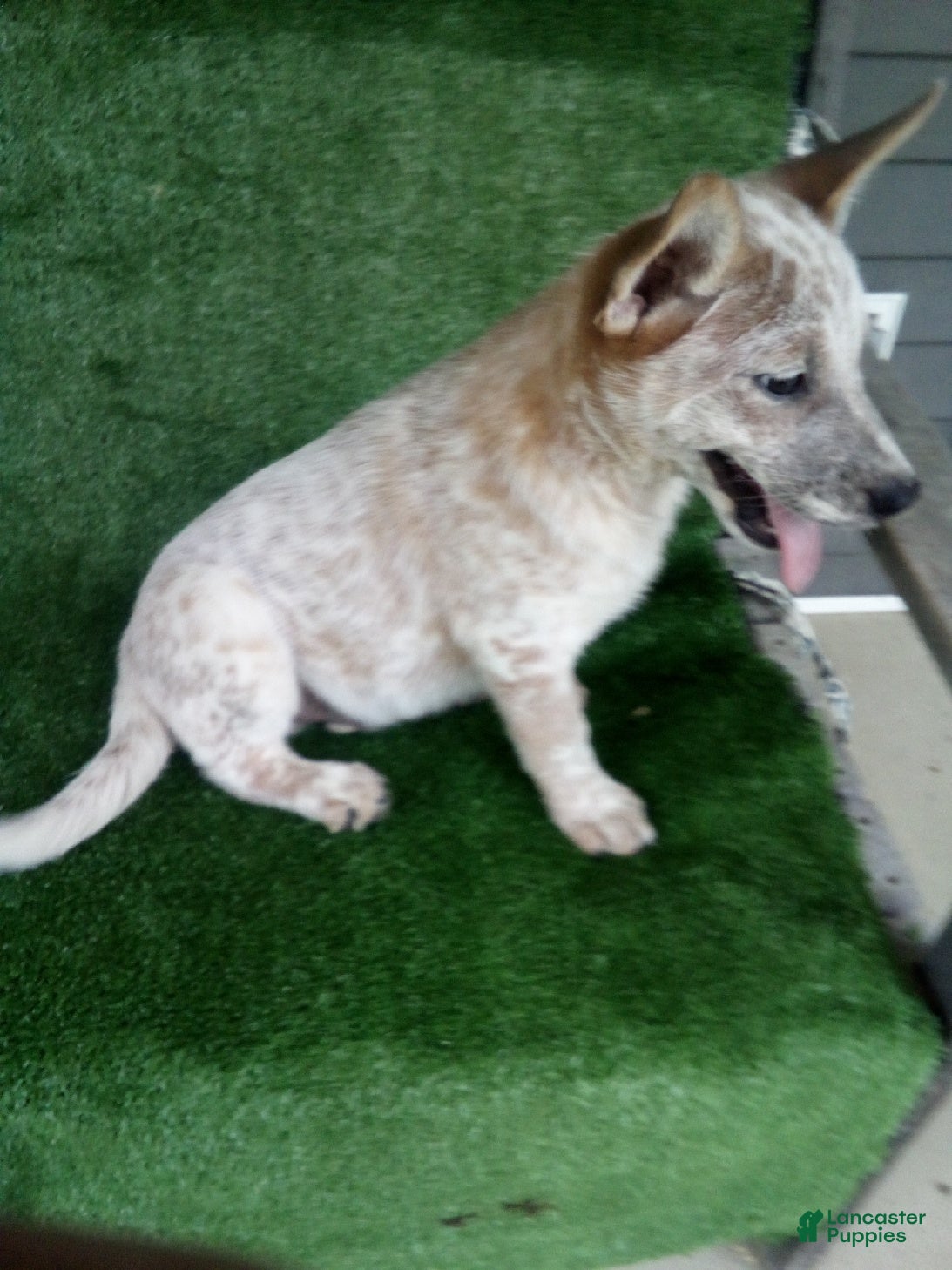 Australian Cattle Dog dogs Max - Ad 2