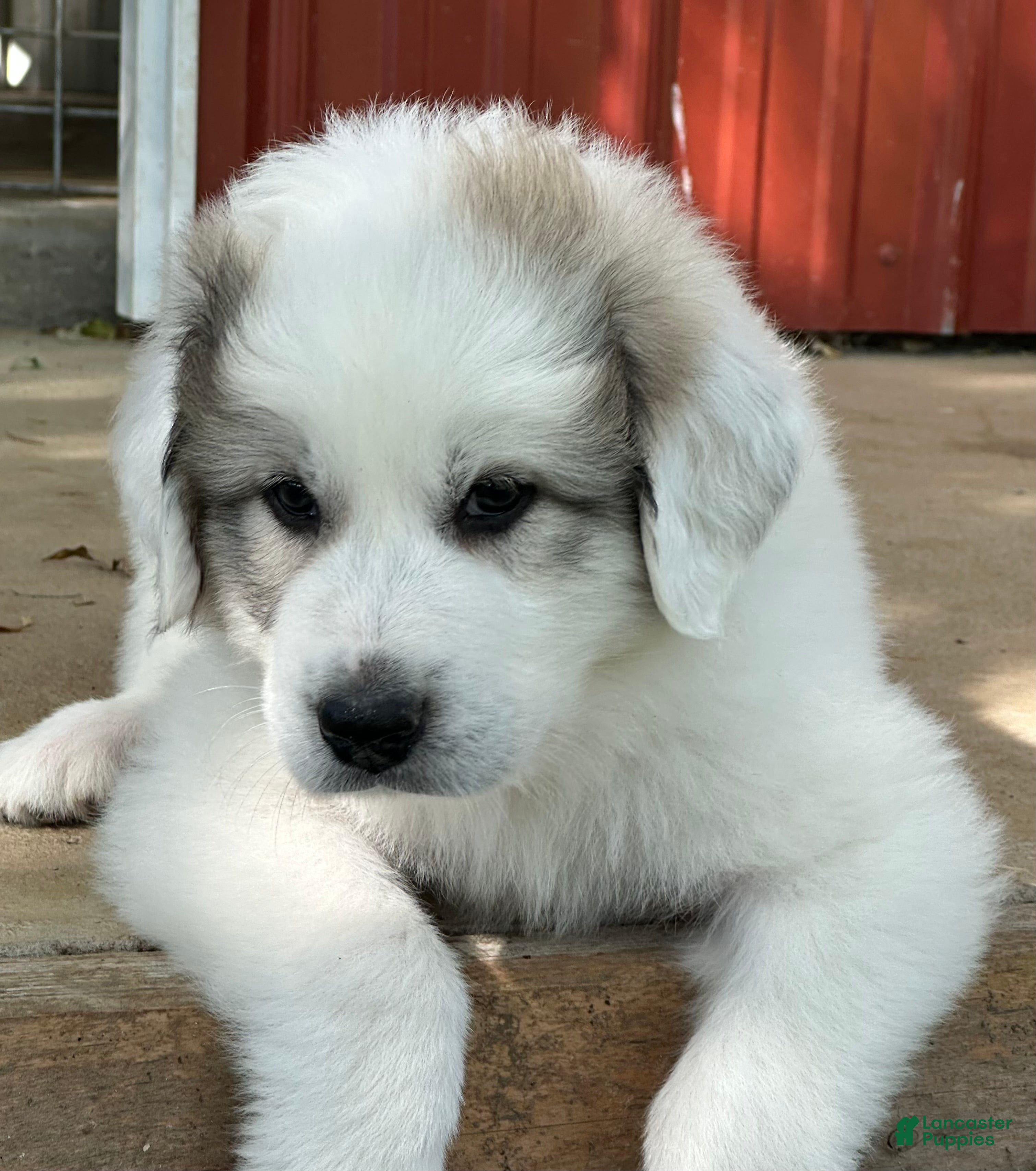 Great Pyrenees dogs AKC Savannah - Ad 1