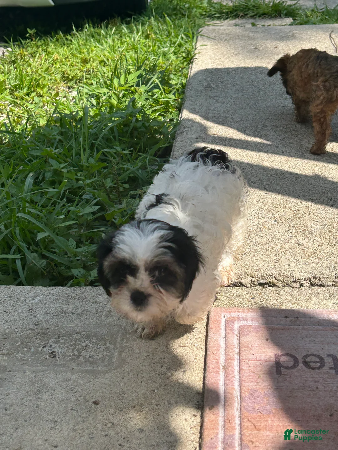 Teddy Bear dogs for sale: Lucy - Ad 2