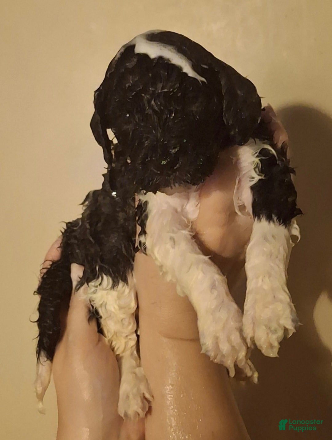 Labradoodle dogs Kalamata - Ad 31