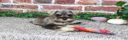 Miniature Schnauzer dogs for sale: Draya - Ad 5