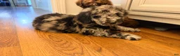 Standard Poodle dogs for sale: Standard Poodle 2 - Ad 16