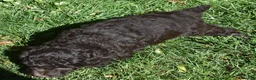 Standard Poodle dogs for sale: Standard Poodle 8 Brown with a tiny bit of white - Ad 4