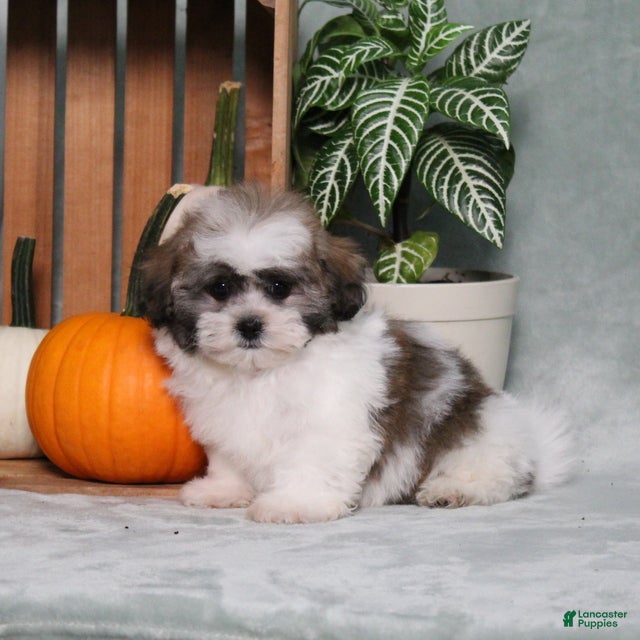 Teddy Bear dogs Yancy - Ad 1