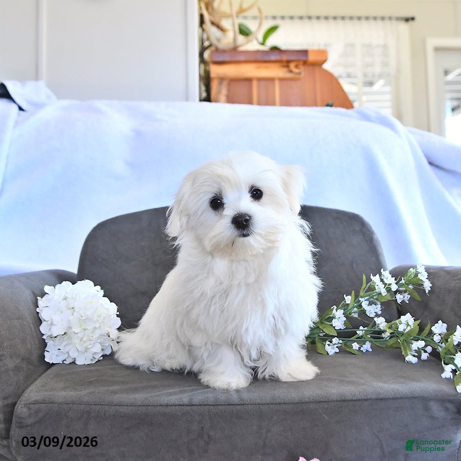 Maltese dogs Addison - Ad 1