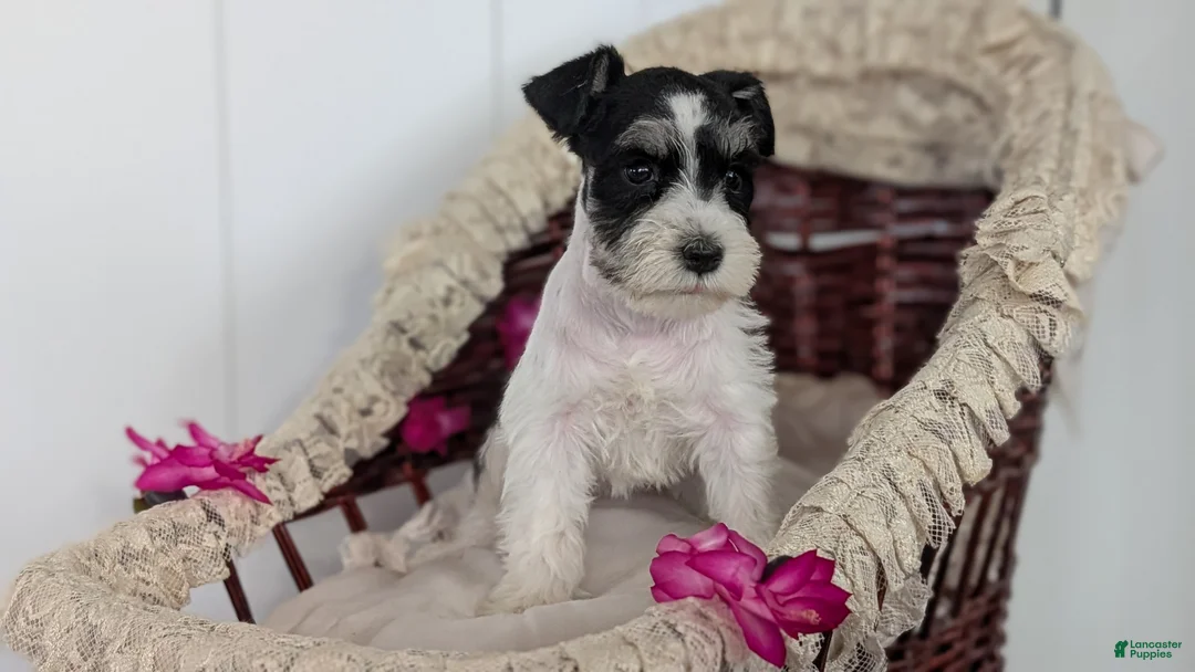 Miniature Schnauzer dogs for sale: Mya - Ad 6