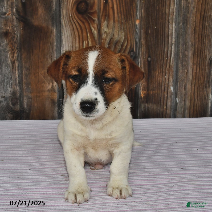 Terrier Puppies Jack Russell Terrier Olx Jack Russell Running